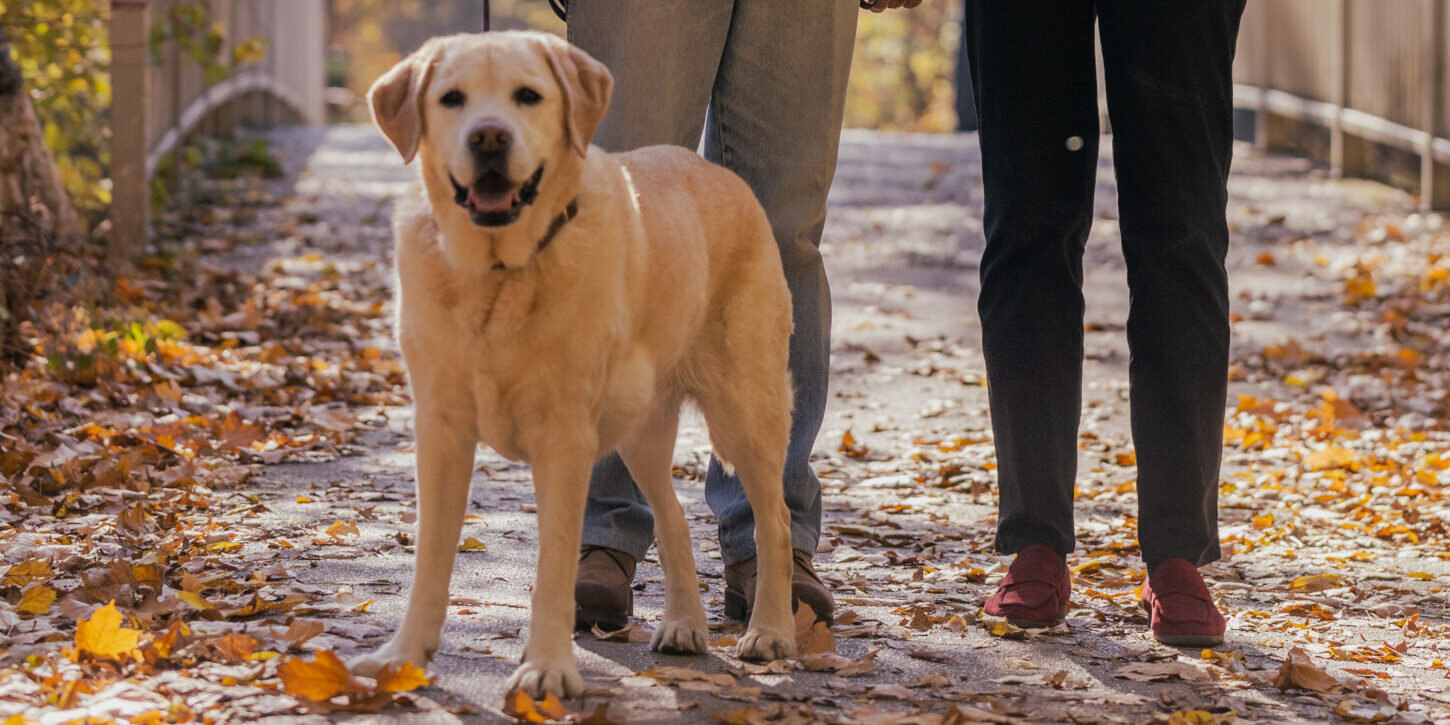 Hund geht mit zwei Menschen spazieren