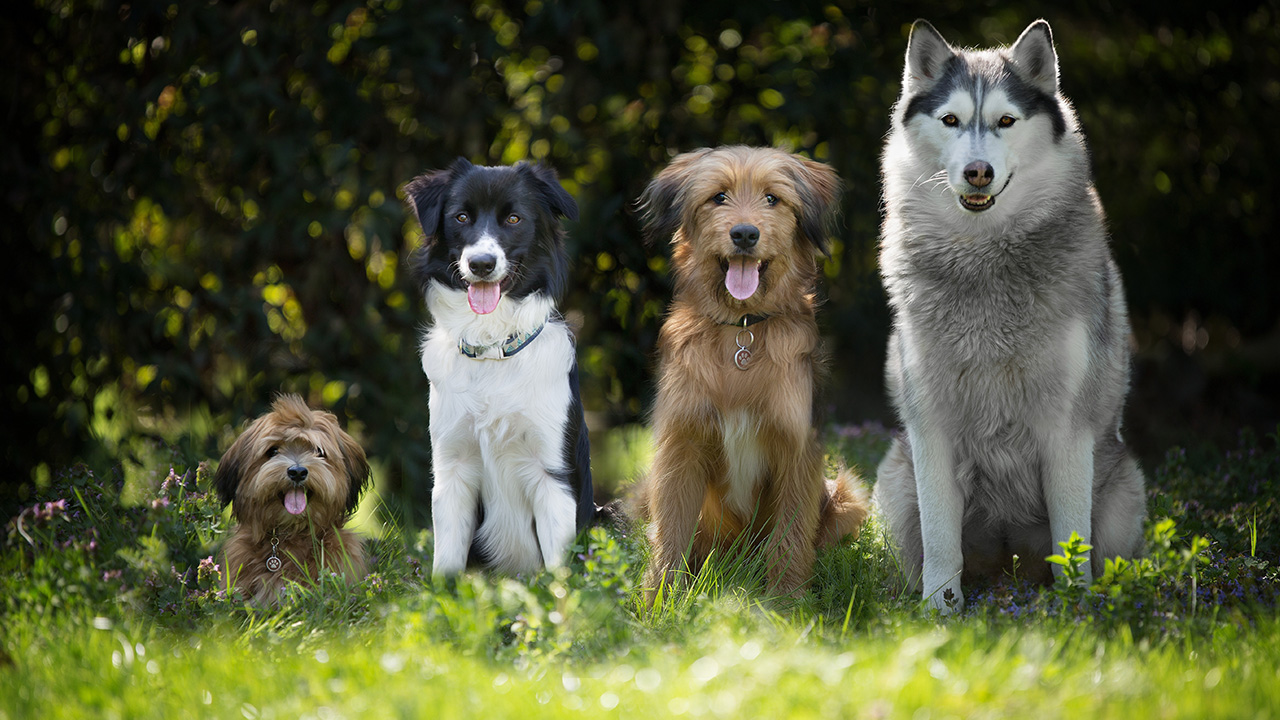 Vier Hunde unterschiedlicher Größe und Rasse auf einer Wiese